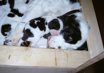 Pepper und Mama 8 Tg web