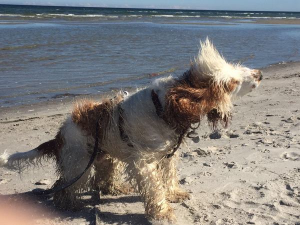 Teddy Schleudergang Sommer 2016