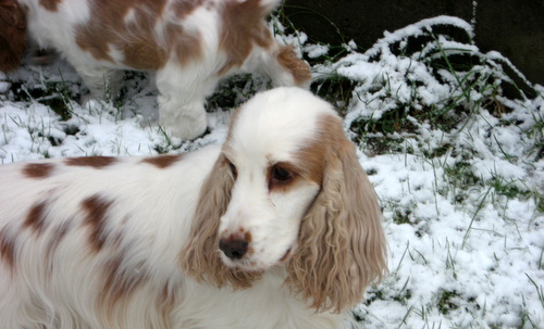 Teddy u Roxy 1 erster Schnee 15 02 16