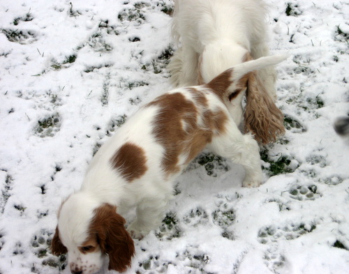 Teddy u Roxy 2 erster Schnee 15 02 16