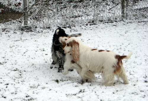 Tiffy Ornella u Roxy Toben im Schnee 15 02 16